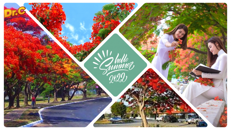 Hà Nội, mùa hạ xưa ai còn nhớ