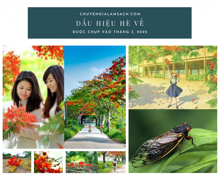 9 DẤU HIỆU BÁO MỘT MÙA HÈ NỮA SẮP TỚI